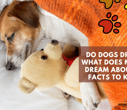 Do dogs dream? What Does My Dog Dream About? – 5 Facts to Know Do dogs dream? What Does My Dog Dream About? - 5 Facts to Know