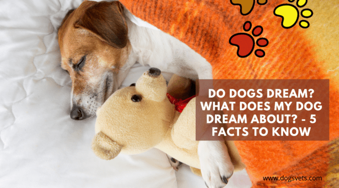 Do dogs dream? What Does My Dog Dream About? - 5 Facts to Know