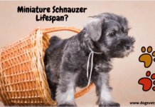 Miniature Schnauzer Lifespan – How Long do these Dogs Live? Miniature Schnauzer Lifespan - How Long do these Dogs Live?