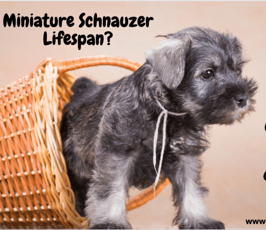 Miniature Schnauzer Lifespan – How Long do these Dogs Live? Miniature Schnauzer Lifespan - How Long do these Dogs Live?