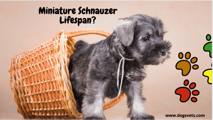 Miniature Schnauzer Lifespan - How Long do these Dogs Live?