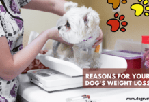 6 Possible Reasons for Your Dog’s Weight Loss (Things to consider!) 6 Possible Reasons for Your Dog's Weight Loss (Things to consider!)