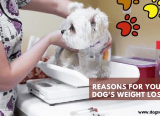 6 Possible Reasons for Your Dog's Weight Loss (Things to consider!)