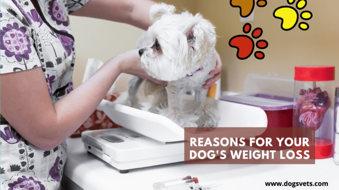6 Possible Reasons for Your Dog's Weight Loss (Things to consider!)