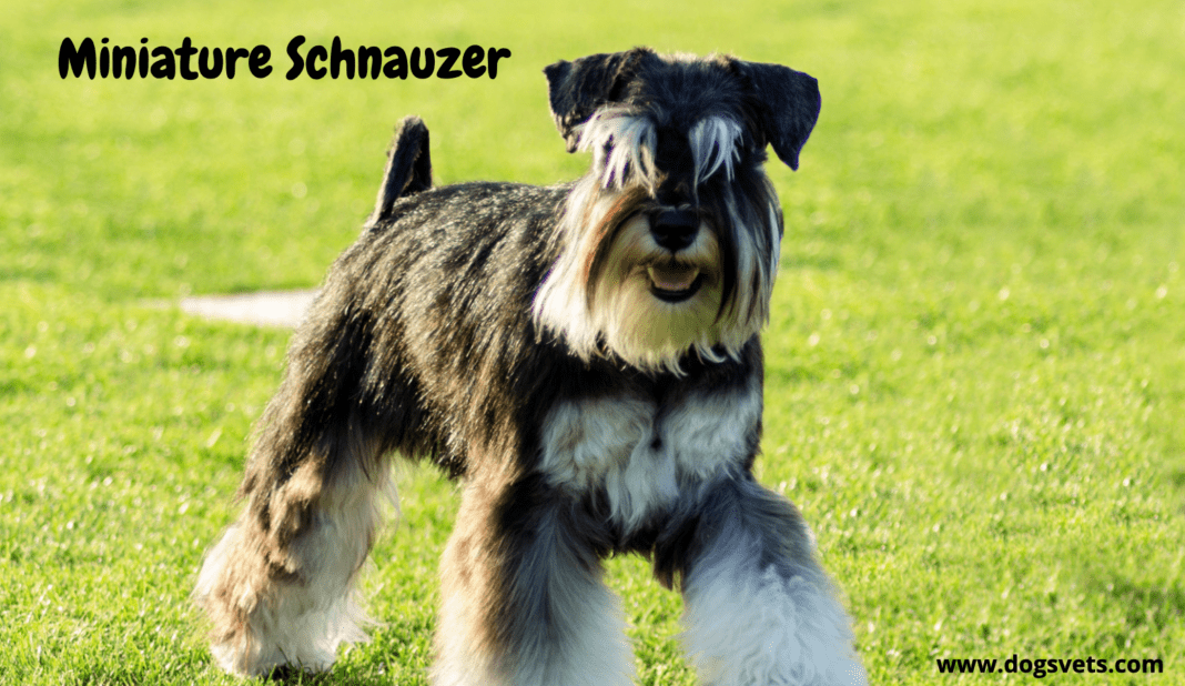 Miniature Schnauzer Lifespan How Long Do These Dogs Live? 2024