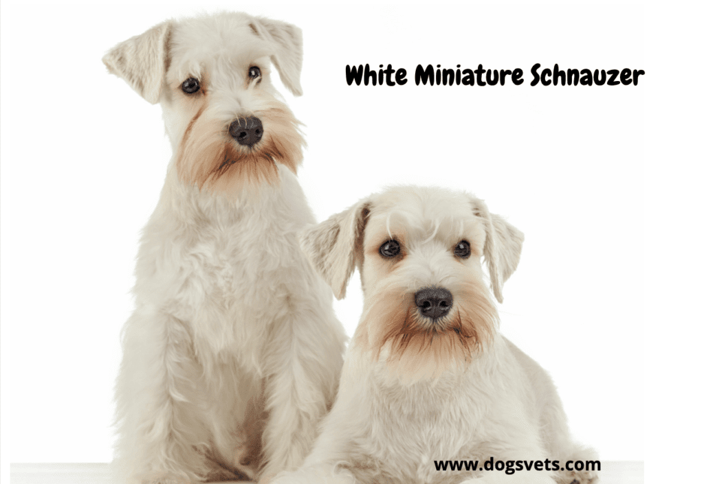 Miniature Schnauzer Lifespan - How Long Do These Dogs Live?