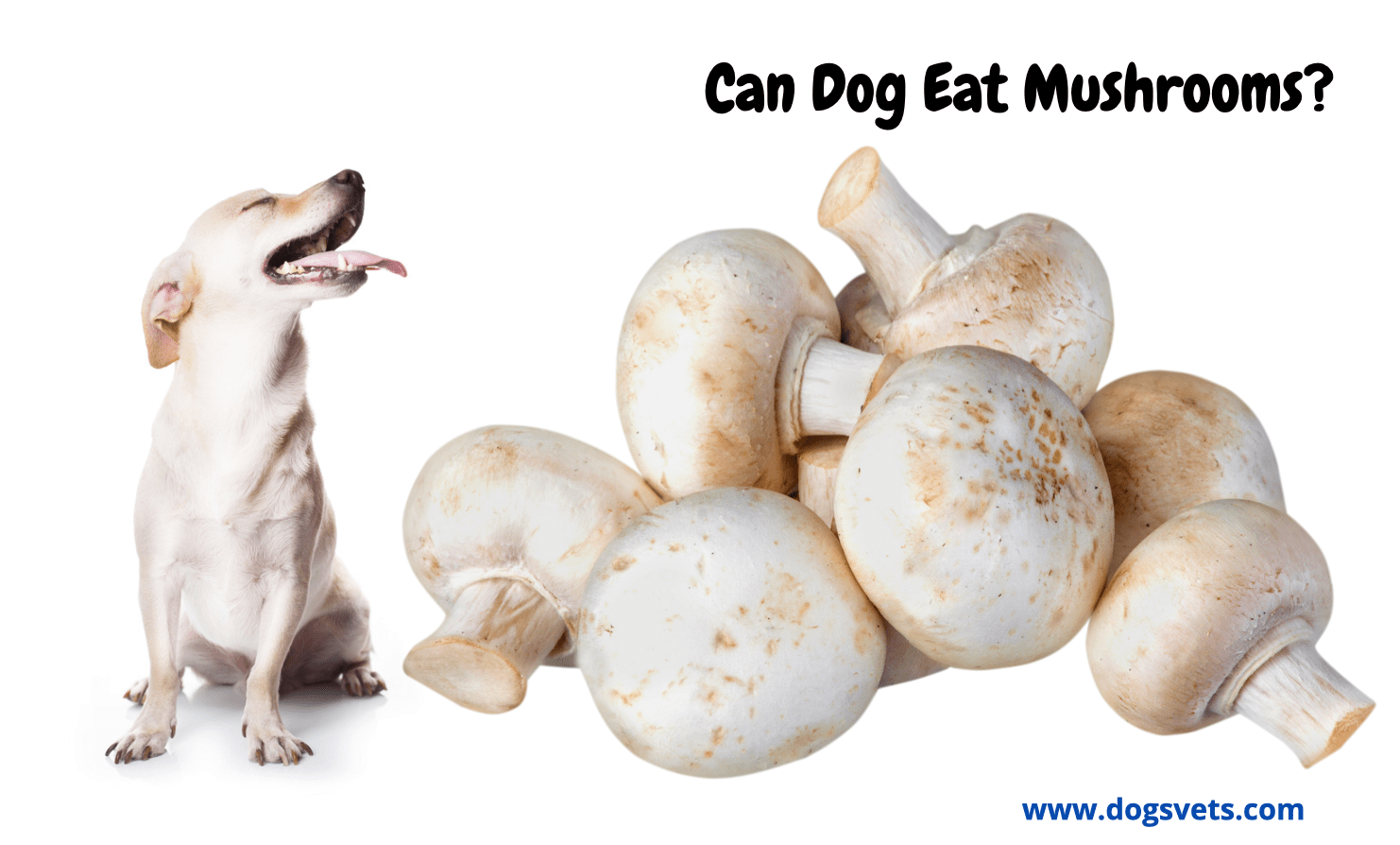Can Dog Eat Mushrooms?