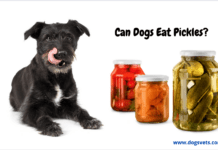 Can Dogs Eat Pickles? – 5 Things You need to Know Can Dogs Eat Pickles? – 5 Things You need to Know