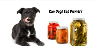 Can Dogs Eat Pickles? – 5 Things You need to Know Can Dogs Eat Pickles? – 5 Things You need to Know