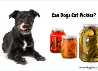 Can Dogs Eat Pickles? – 5 Things You need to Know Can Dogs Eat Pickles? – 5 Things You need to Know