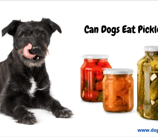 Can Dogs Eat Pickles? – 5 Things You need to Know Can Dogs Eat Pickles? – 5 Things You need to Know