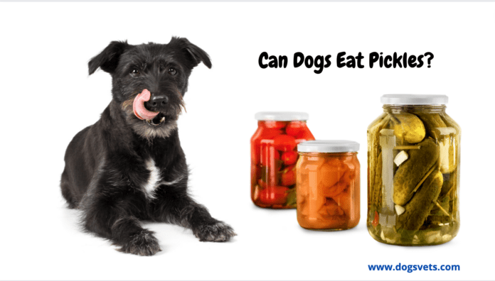 Can Dogs Eat Pickles? – 5 Things You need to Know