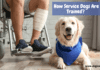 How Service Dogs Are Trained? 5 Tips to Know (Requirements + Cost) How Service Dogs Are Trained? 5 Tips to Know (Requirements + Cost)