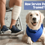 How Service Dogs Are Trained? 5 Tips to Know (Requirements + Cost)