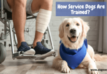 How Service Dogs Are Trained? 5 Tips to Know (Requirements + Cost) How Service Dogs Are Trained? 5 Tips to Know (Requirements + Cost)