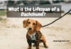 What is the Lifespan of a Dachshund? 7 Things to Know What is the Lifespan of a Dachshund? 7 Things to Know