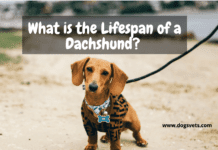 What is the Lifespan of a Dachshund? 7 Things to Know What is the Lifespan of a Dachshund? 7 Things to Know
