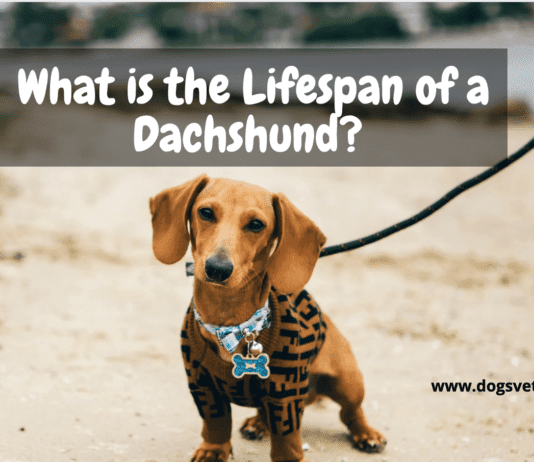What is the Lifespan of a Dachshund? 7 Things to Know What is the Lifespan of a Dachshund? 7 Things to Know