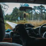 Best Tips for Travelling with Dogs Best Tips for Travelling with Dogs