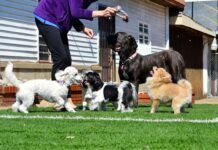 7 Reasons to Consider Kennel Boarding When You Go To Vacation 7 Reasons to Consider Kennel Boarding When You Go To Vacation