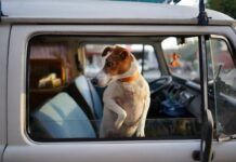 How to Make the Relocation Comfortable for the Dog How to Make the Relocation Comfortable for the Dog