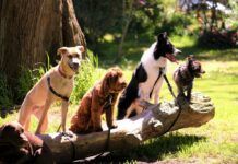 Top 7 Apps for Dog Lovers Top 7 Apps for Dog Lovers