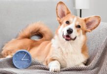 Adjusting Your Pup’s Schedule – Getting Them Used to You Being in the Office Again Adjusting Your Pup's Schedule - Getting Them Used to You Being in the Office Again