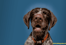 Why is My Dog Sneezing So Much? 5 Things to Know Why is My Dog Sneezing So Much? 5 Things to Know