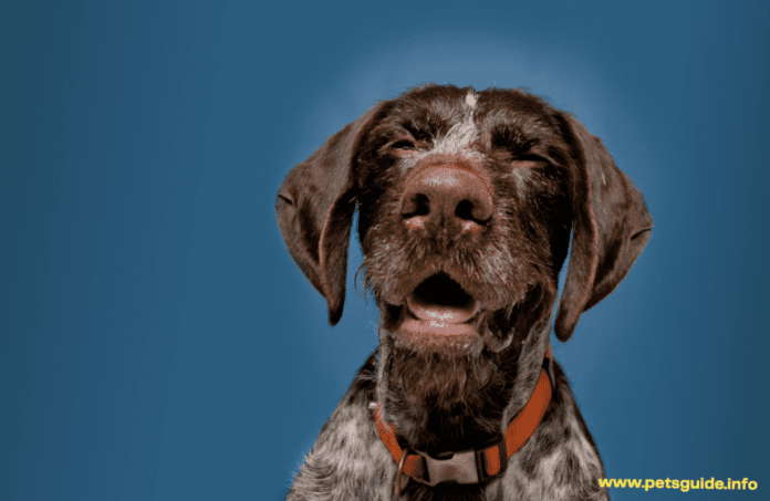 Почему моя собака так сильно чихает? 5 вещей, которые нужно знать