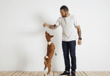 Why is My Dog Not Eating? – 5 Things you need to know Why is My Dog Not Eating? - 5 Things you need to know