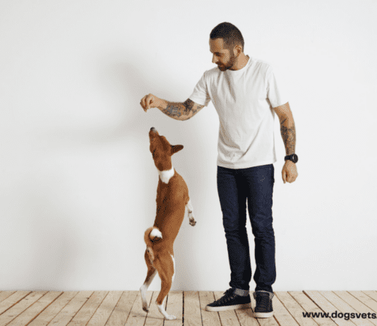 Why is My Dog Not Eating? – 5 Things you need to know Why is My Dog Not Eating? - 5 Things you need to know