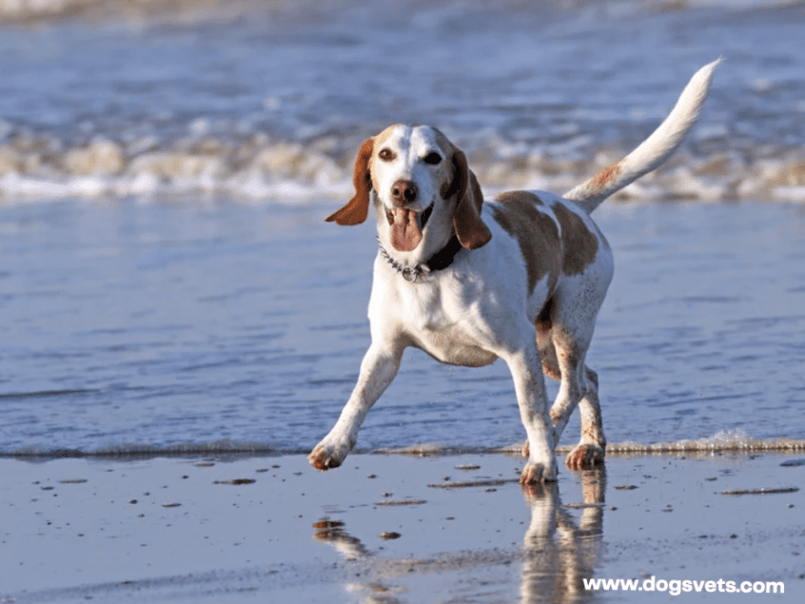 High-Energy Dog Playing at The Beach