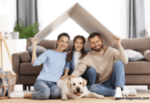 Top 7 Popular Mixed Dog Breeds For Families Top 7 Popular Mixed Dog Breeds For Families