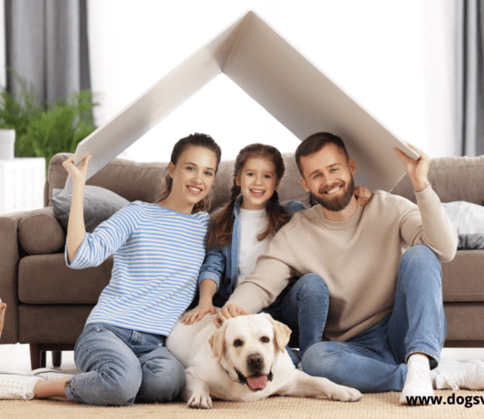 Top 7 Popular Mixed Dog Breeds For Families Top 7 Popular Mixed Dog Breeds For Families