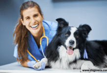 How to apply to Veterinary Colleges in the USA 2022 How to apply to Veterinary Colleges in the USA 2022