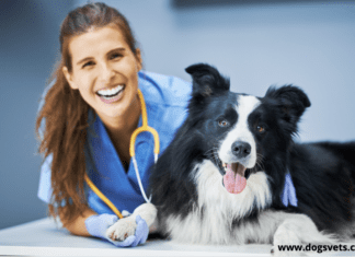 How to apply to Veterinary Colleges in the USA 2022