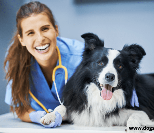 How to apply to Veterinary Colleges in the USA 2022 How to apply to Veterinary Colleges in the USA 2022