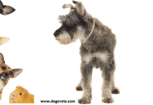 Do Schnauzers Get Along With Other Family Pets? Do Schnauzers Get Along With Other Family Pets?