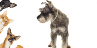 Do Schnauzers Get Along With Other Family Pets? Do Schnauzers Get Along With Other Family Pets?