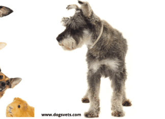 Do Schnauzers Get Along With Other Family Pets? Do Schnauzers Get Along With Other Family Pets?