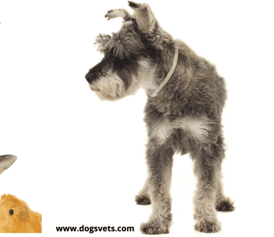 Do Schnauzers Get Along With Other Family Pets? Do Schnauzers Get Along With Other Family Pets?