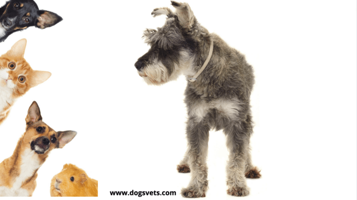 Do Schnauzers Get Along With Other Family Pets?