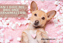 Can I give my dog one marshmallow? Why they are dangerous for dogs Can I give my dog one marshmallow