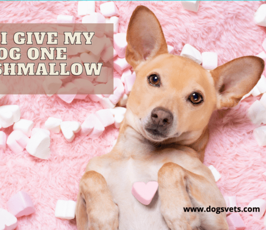 Can I give my dog one marshmallow? Why they are dangerous for dogs Can I give my dog one marshmallow