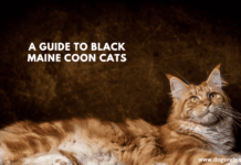 A Guide to Black Maine Coon Cats A Guide to Black Maine Coon Cats