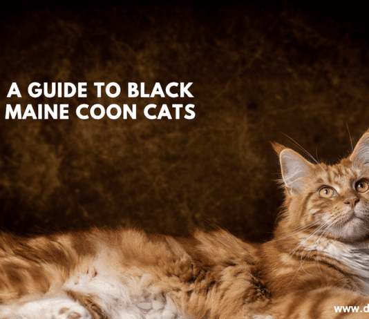 A Guide to Black Maine Coon Cats A Guide to Black Maine Coon Cats