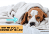 Why My Dog Is Throwing Up Yellow