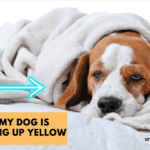 Why My Dog Is Throwing Up Yellow
