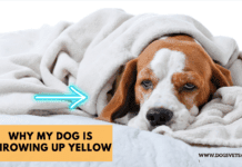Why My Dog Is Throwing Up Yellow – 5 things to know Why My Dog Is Throwing Up Yellow