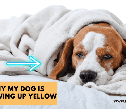 Why My Dog Is Throwing Up Yellow – 5 things to know Why My Dog Is Throwing Up Yellow